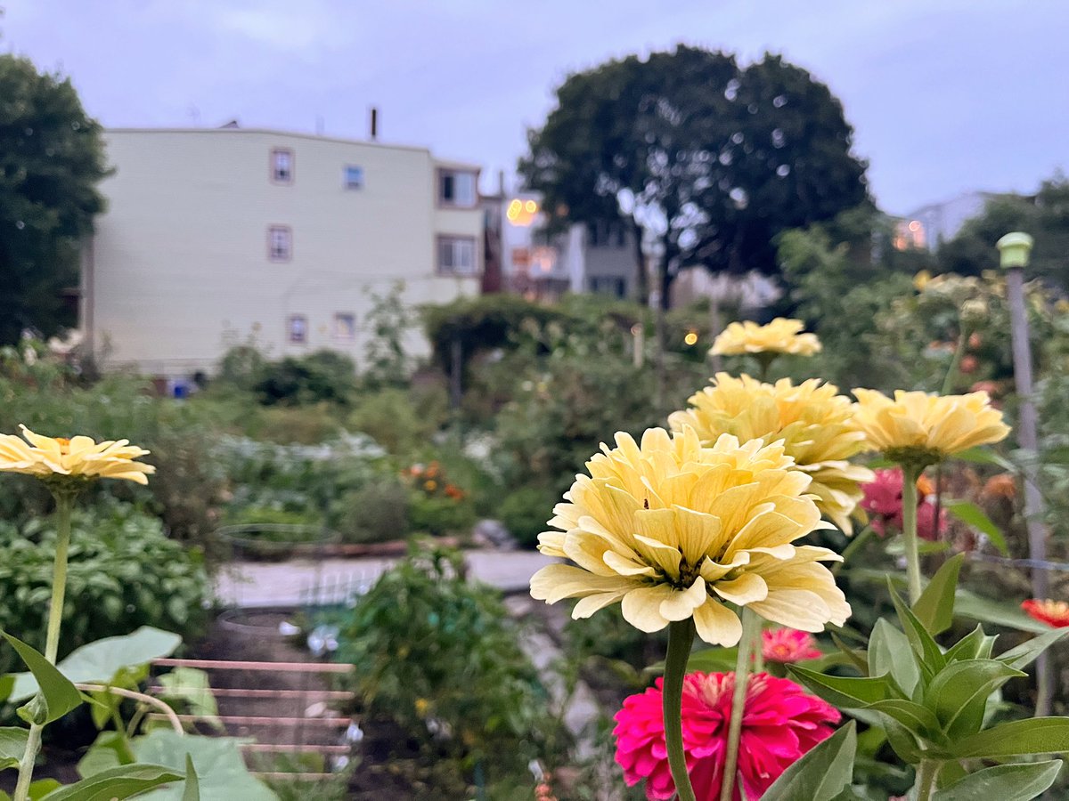 Do you live in Dorchester, Roxbury, Mattapan or East Boston? GrowBoston wants to hear how you want to see urban agriculture expanded in your community! Fill out the survey at the link in our bio. 🌽🍎🌶️🫛🧄 

#grow #boston #urbanagriculture #feedback #survey #community
