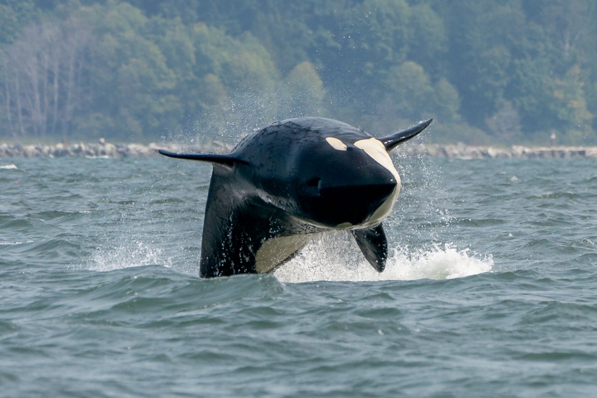 VanIslandWhale's tweet photo. Another favourite trip: August 24th! 

We saw humpbacks and orca, both being active! 

For more photos and information check out the blog post:

https://t.co/RBnKfxbHDi

#vanislandwhalewatch #humpbacks #humpbackbreach #orca #whale #whalewatching  #biggsarethebalance https://t.co/10mY6g3IWI