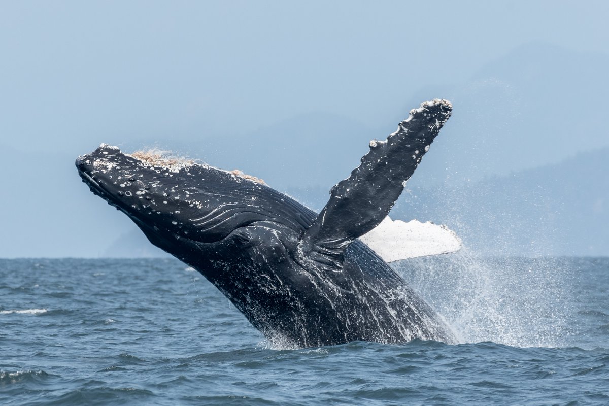 VanIslandWhale's tweet photo. Another favourite trip: August 24th! 

We saw humpbacks and orca, both being active! 

For more photos and information check out the blog post:

https://t.co/RBnKfxbHDi

#vanislandwhalewatch #humpbacks #humpbackbreach #orca #whale #whalewatching  #biggsarethebalance https://t.co/10mY6g3IWI