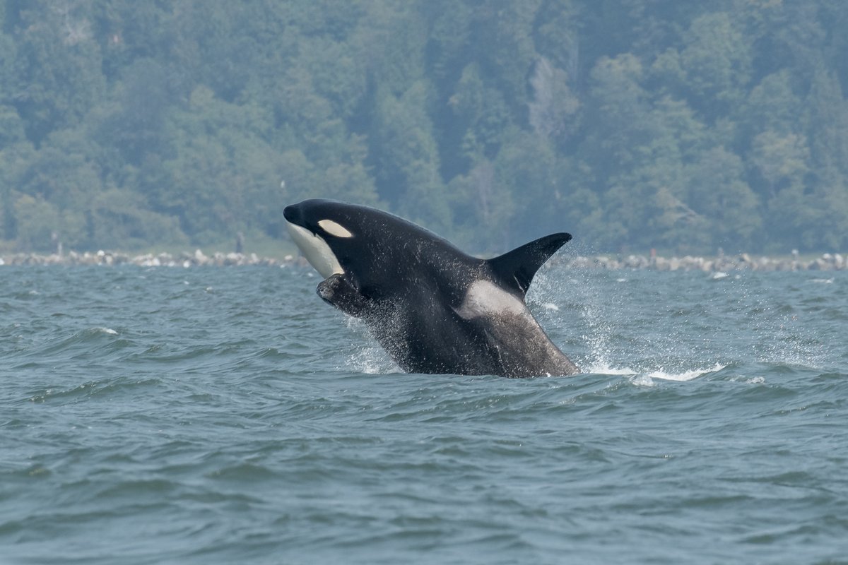 Another favourite trip: August 24th! 

We saw humpbacks and orca, both being active! 

For more photos and information check out the blog post:

vancouverislandwhalewatch.com/recent-sightin…

#vanislandwhalewatch #humpbacks #humpbackbreach #orca #whale #whalewatching  #biggsarethebalance