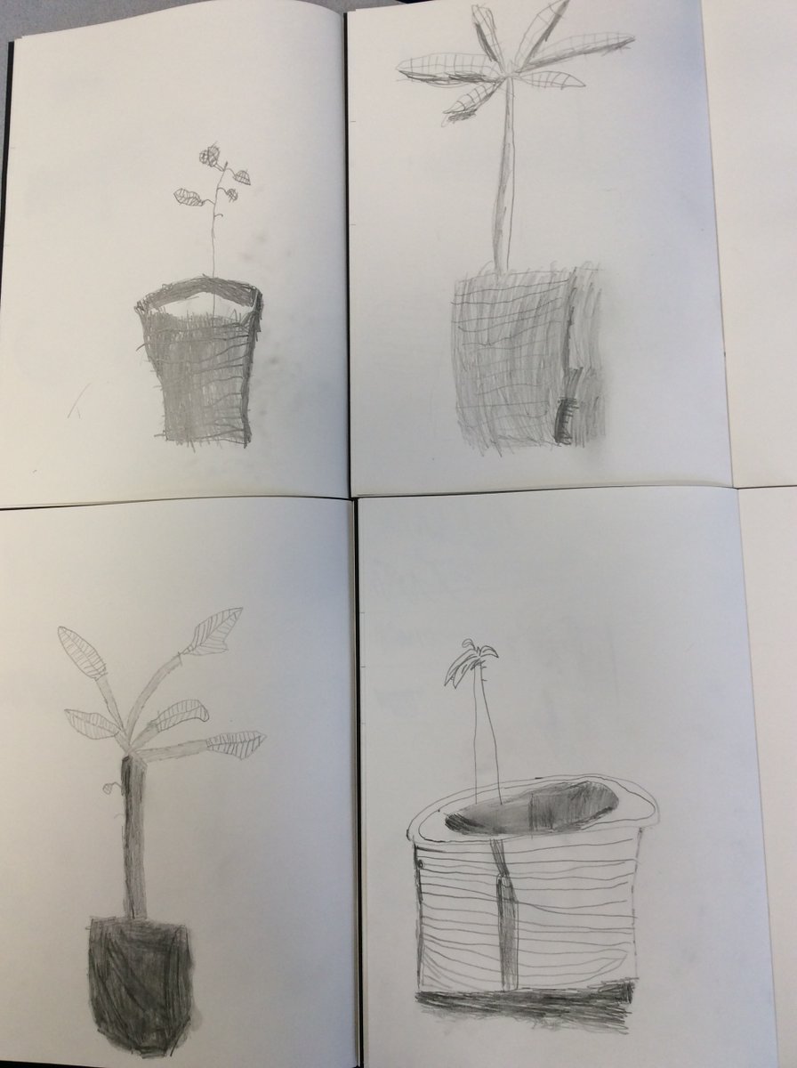 BugleSchool's tweet photo. In art, Year 1 have been learning about Hilary Jean Gibson, a local artist.  They have been developing their observational skills and learning new sketching techniques.  The children have  enjoyed using different sketching pencils and exploring the effects that can be created. https://t.co/UaCZw6fmFJ