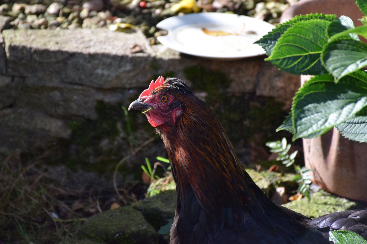 MyGarden_Uk's tweet image. No! I have not been any near the grass!!

How dare you!!

#ChickensOfX #Chickens #Pets #Nature