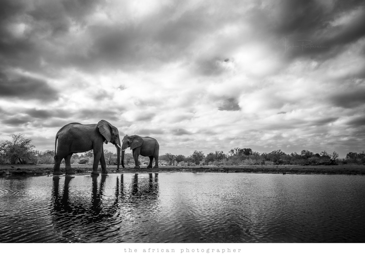 THE DAILY BREW ☕️

Elephant, Mashatu Game Reserve in Botswana

1/640 sec at f/8, ISO 200  |  Canon EOS 5DS R + EF24-105mm f/4L IS II USM lens  |  Aperture priority, -2/3 EV

#elephant #photomashatu @Mashatu_Reserve