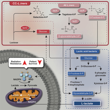 Online Now: Tumor-resident Lactobacillus iners confer chemoradiation resistance through lactate-induced metabolic rewiring dlvr.it/Sxgn8t