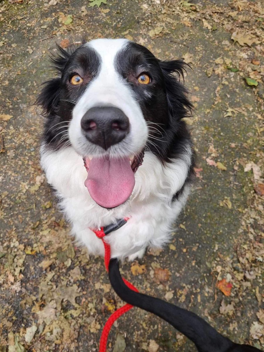 Rio is available for adoption! 🐶