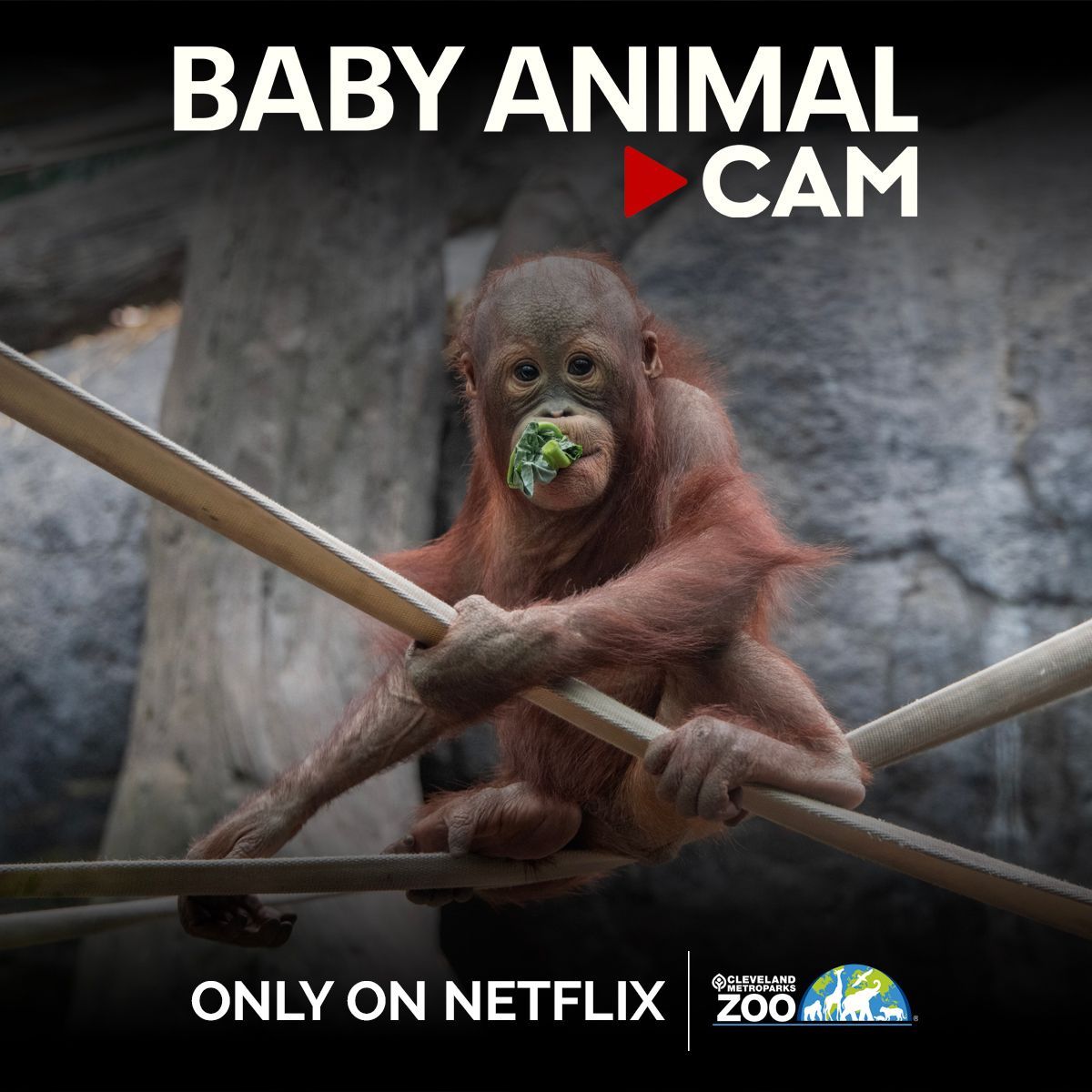 Cleveland Metroparks Zoo tweet media