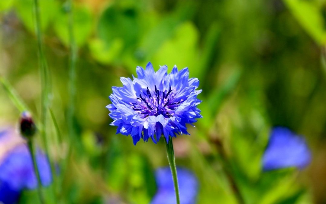 #FlowersOnThursday #floweroftheday #flowersphotography #ThePhotoHour #NaturePhotography  #Blue