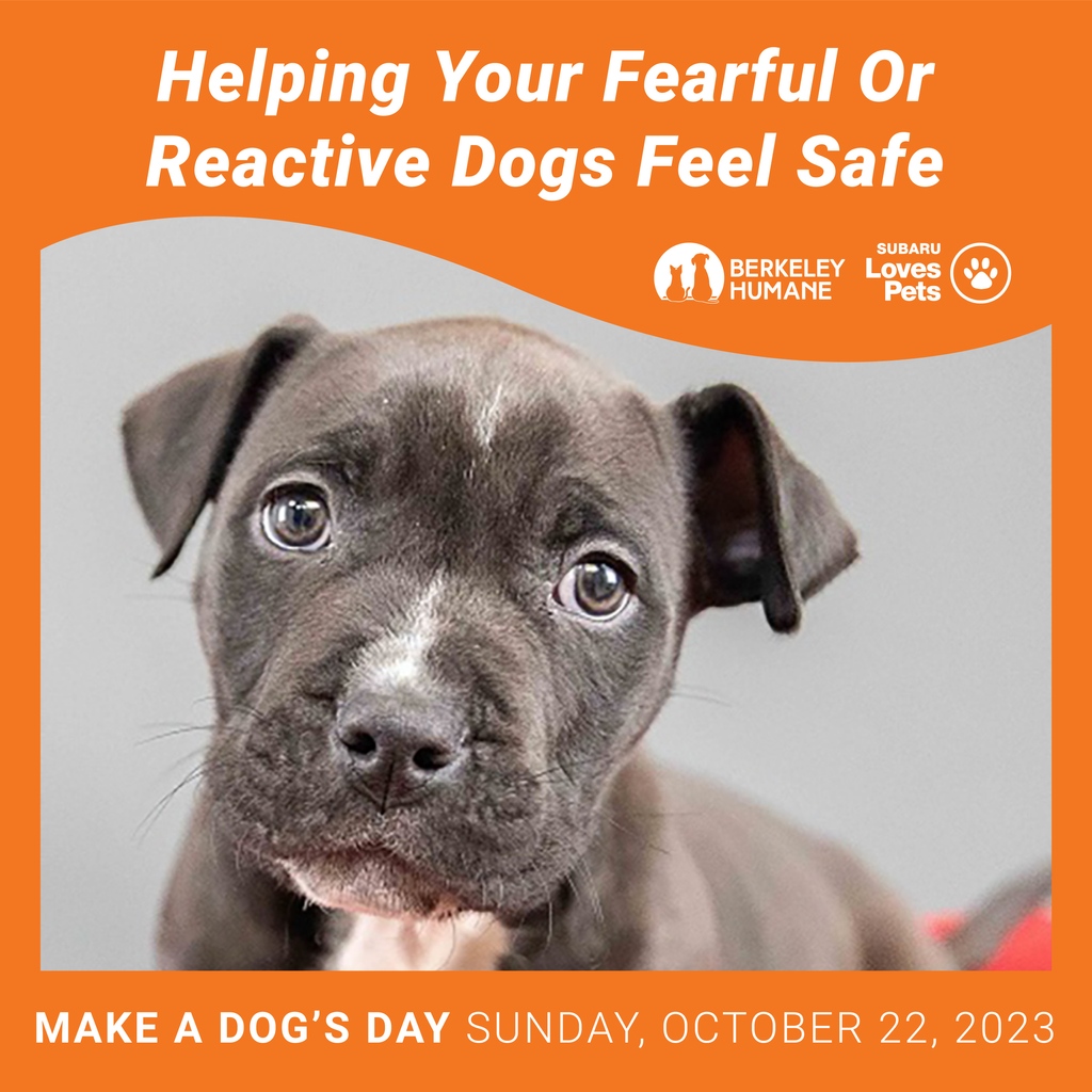 Free online webinar that'll Make Your Dog's Day on October 22nd! Is your dog reactive toward people, other dogs, or seem generally stressed? Address these common behaviors with Dr. Amy Cook, founder of the Play Way and trainer for 25 years. REGISTER NOW: berkeleyhumane.org/events/make-a-…