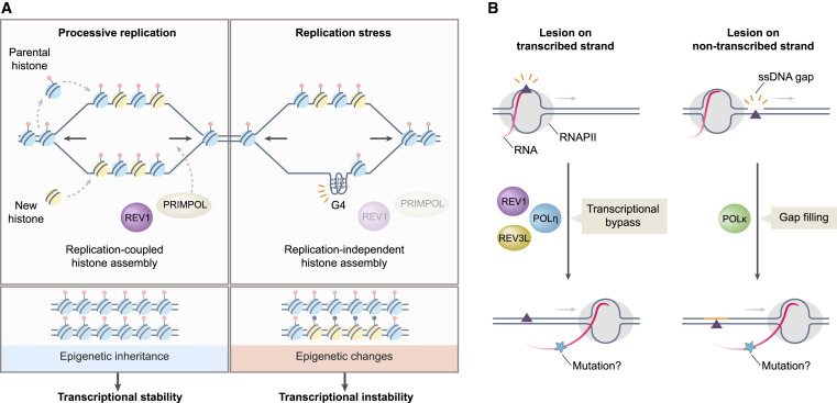 Molecular Cell tweet media