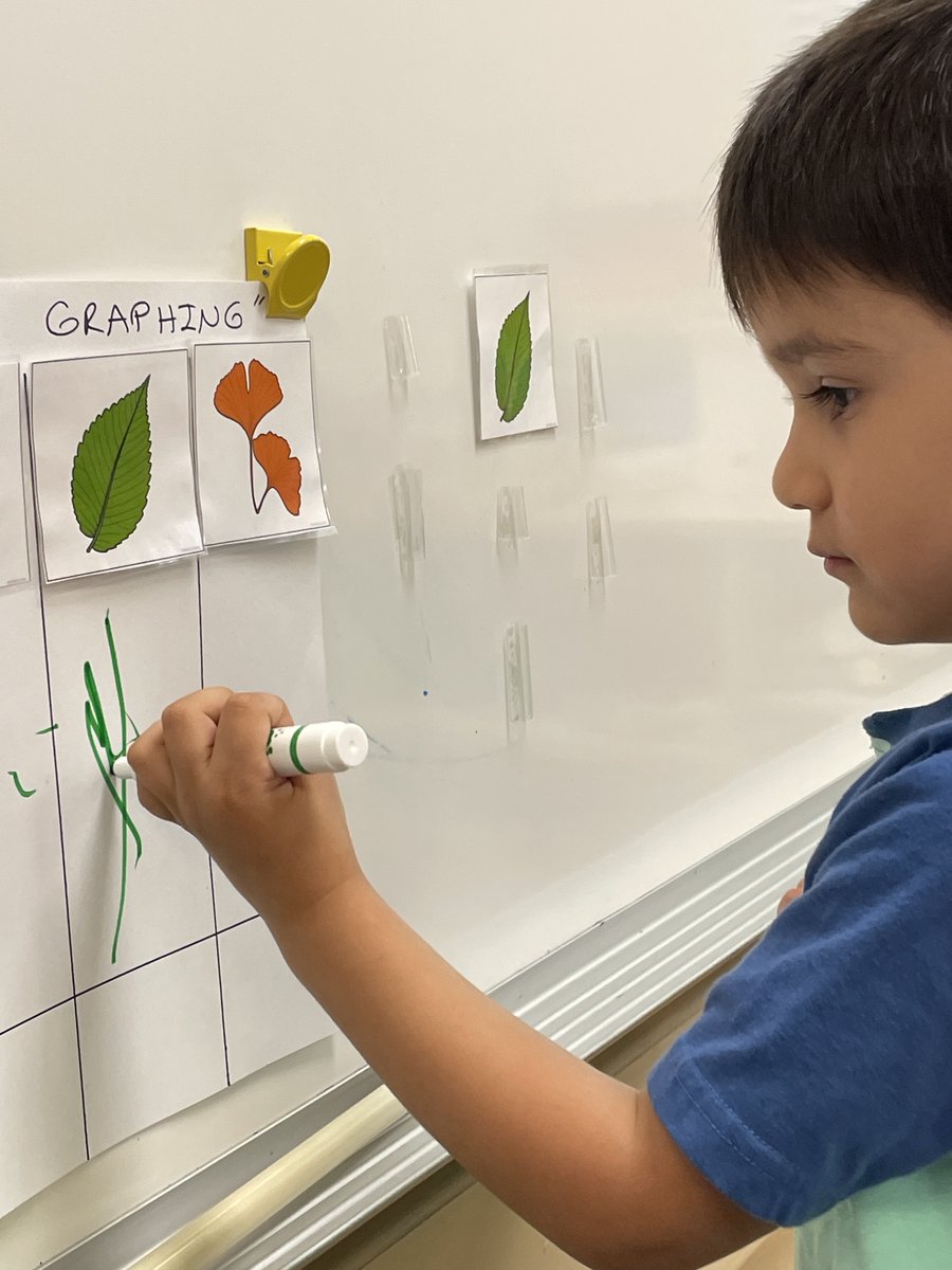 'Leaf Graphing' 
Today we learned how to organize, sort, classify, count, and graph.. @otmonarchs 
#112Leads #EarlyMath