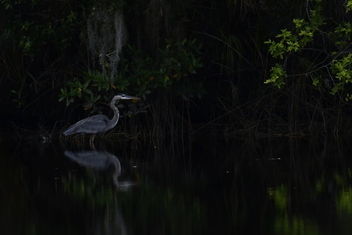 riverguy47's tweet image. Sundown Great Blue Heron