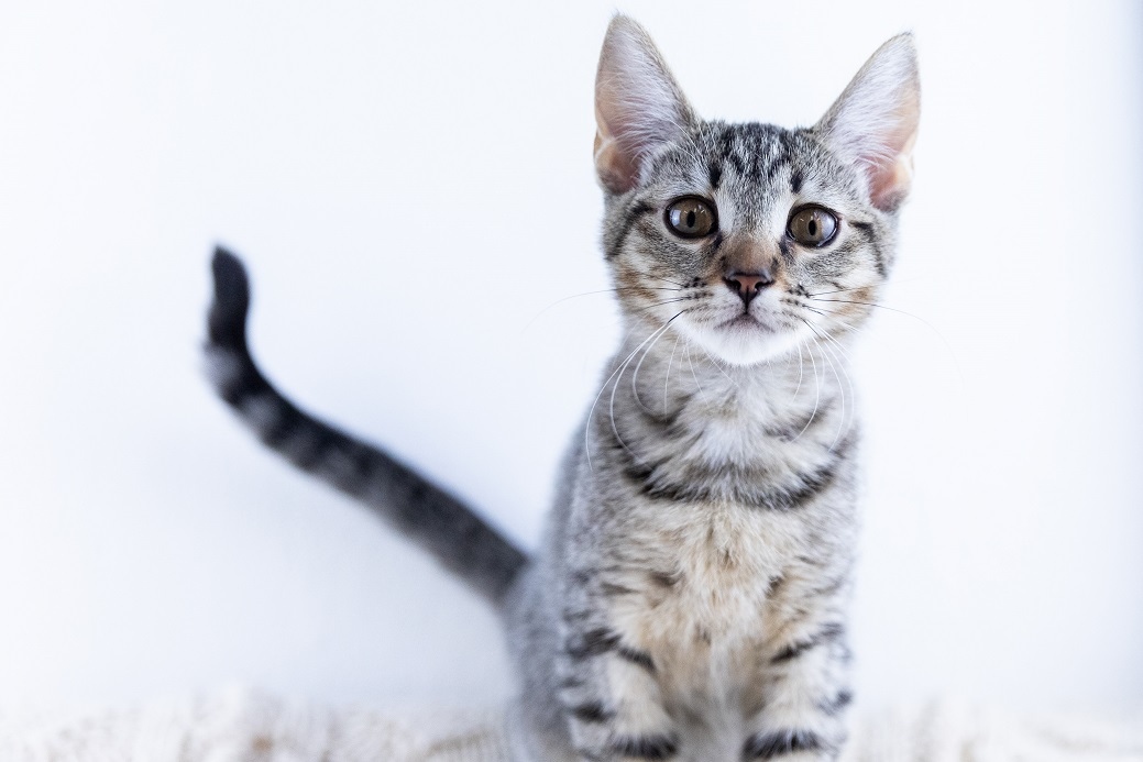 Berkeley Humane tweet media