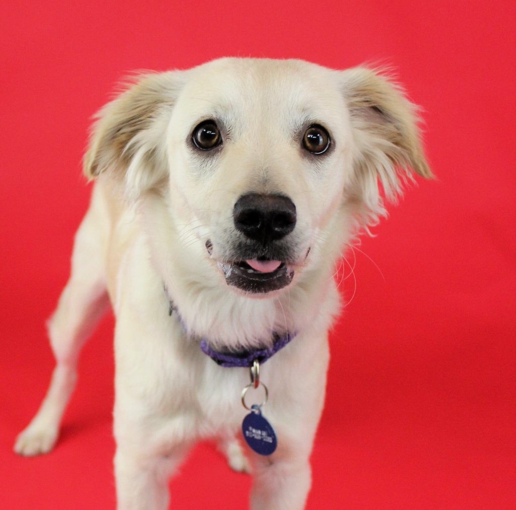 Berkeley Humane tweet media