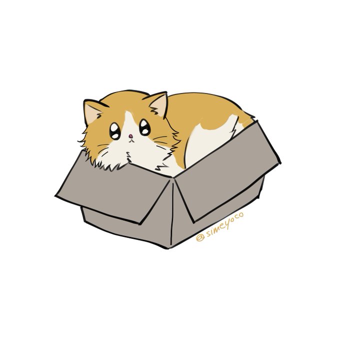 「猫 箱入り娘」のTwitter画像/イラスト(新着)
