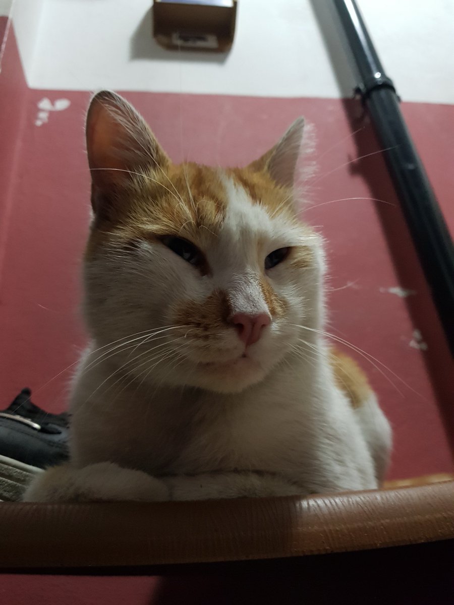 Yaz bitti, sarmaş dolaş olduğun best kankaların başka mahalleye gitti. Yine döndün dolaştın buraya geldin. Hoşgeldin çörek efendi