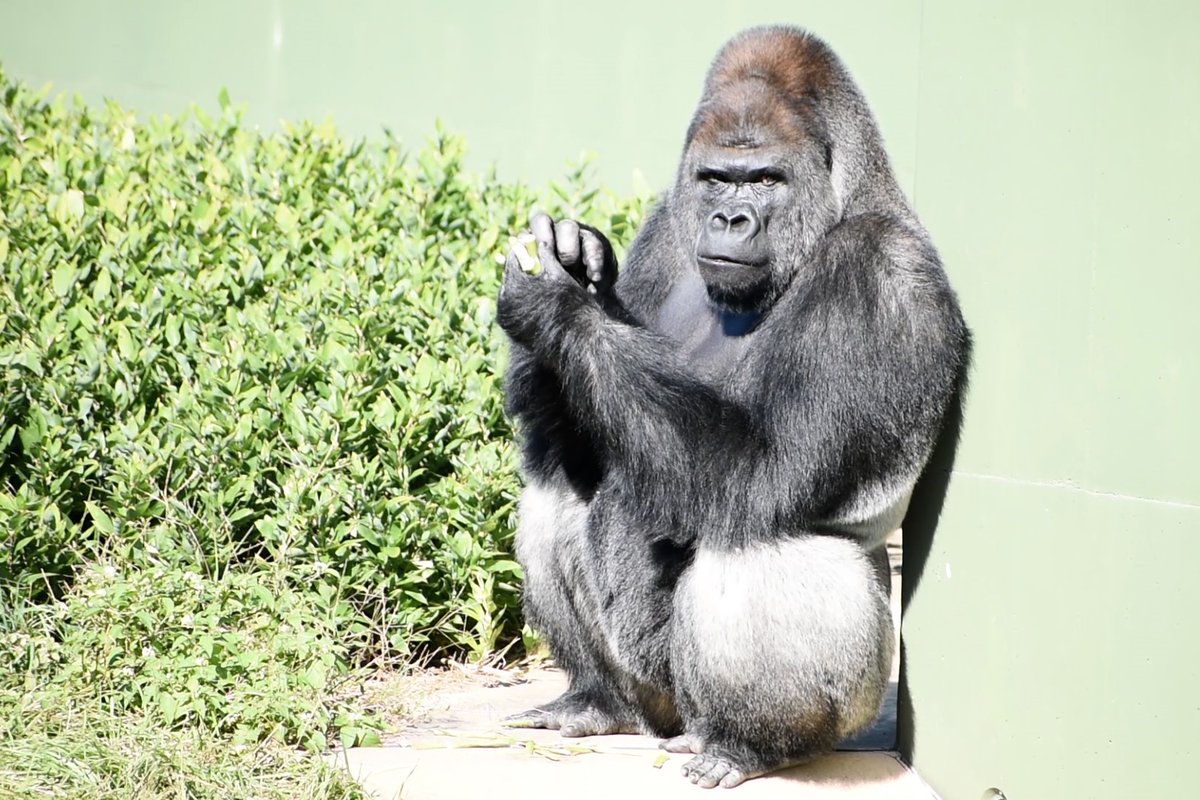 サイバーゴリラ ニシゴリラ の #シャバーニ の 27歳の #誕生日。 2,3枚目は、息子の