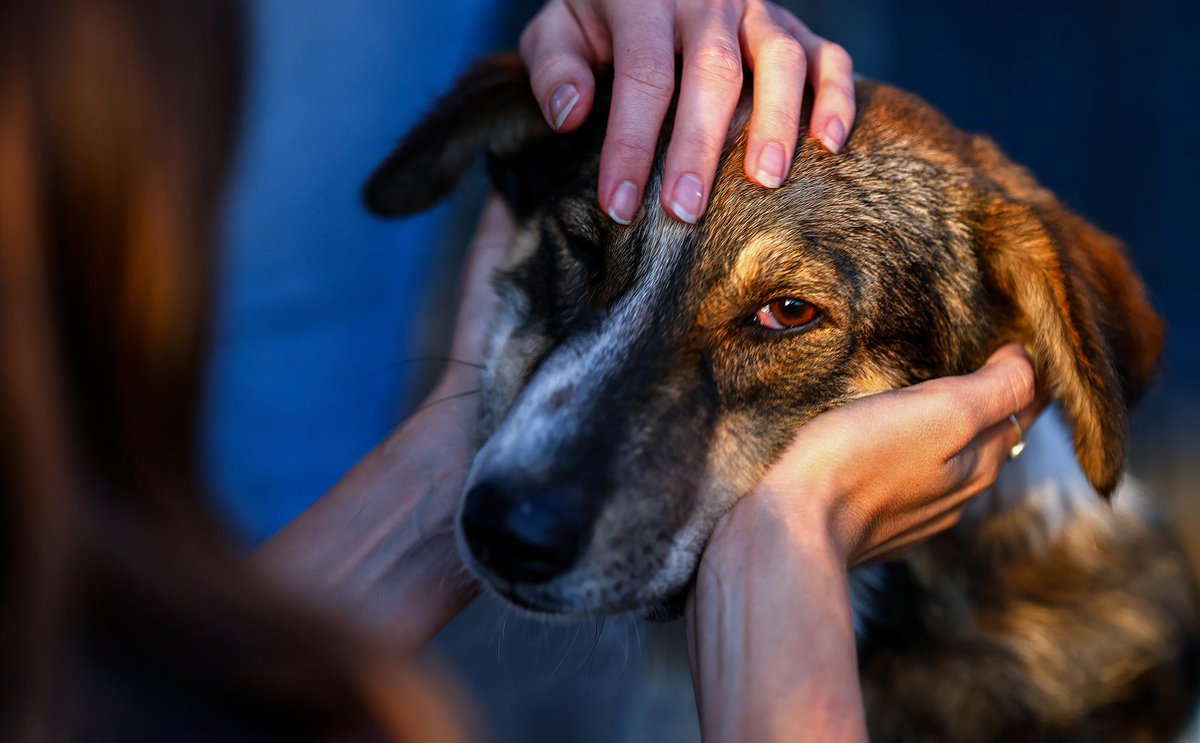 tiempo_news's tweet photo. FOTOGALERÍA | Las mascotas también sufren la guerra en Israel

El grupo reservista Brothers in Arms ha atendido a unos 200 perritos. Las mascotas en Israel en muchos casos quedaron sin familia. Fotos de Efe.

https://t.co/hRwyTobfzy https://t.co/uBnOAxD4jo