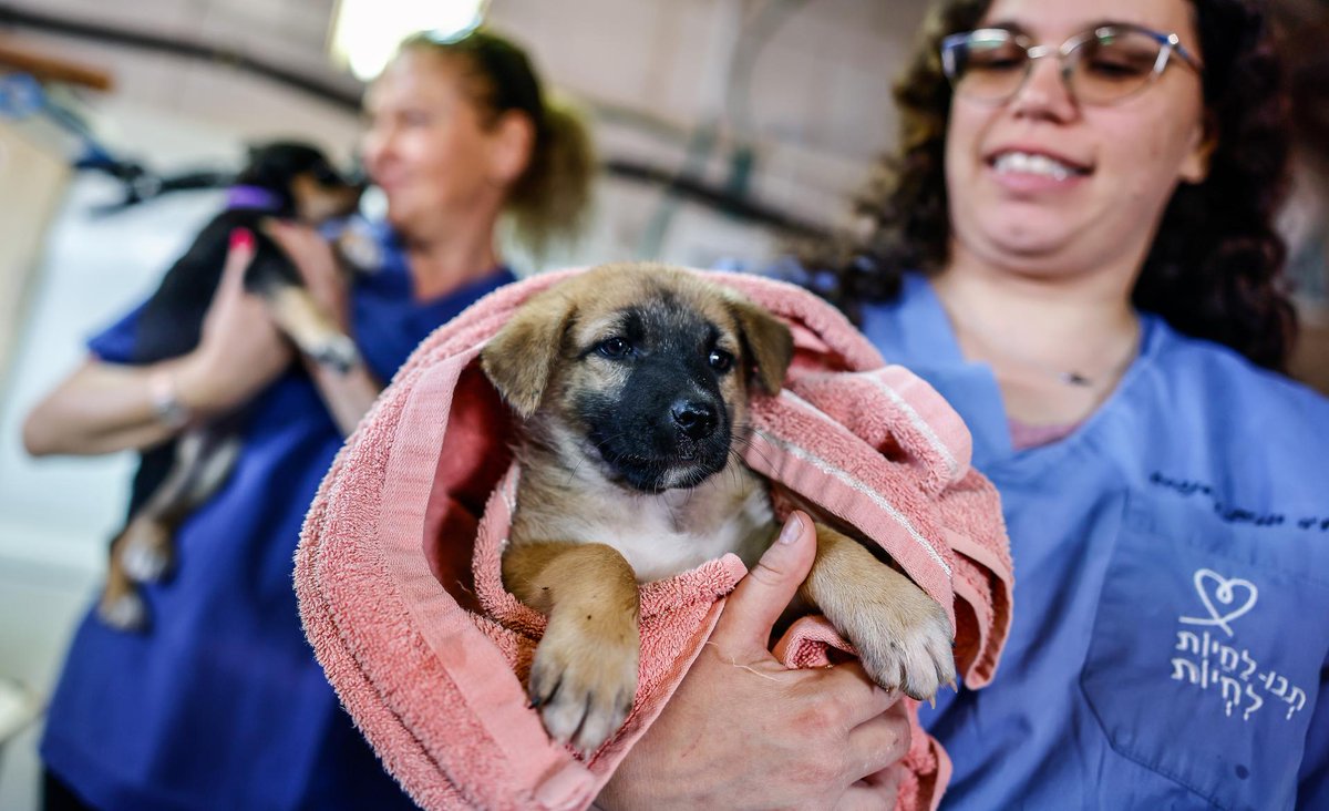 tiempo_news's tweet photo. FOTOGALERÍA | Las mascotas también sufren la guerra en Israel

El grupo reservista Brothers in Arms ha atendido a unos 200 perritos. Las mascotas en Israel en muchos casos quedaron sin familia. Fotos de Efe.

https://t.co/hRwyTobfzy https://t.co/uBnOAxD4jo