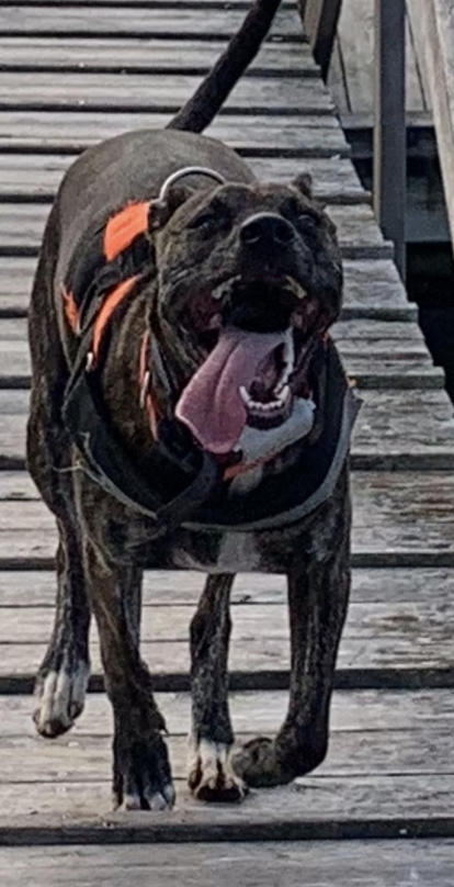 🦞🌊🐶 love the intensity love the commitment lol