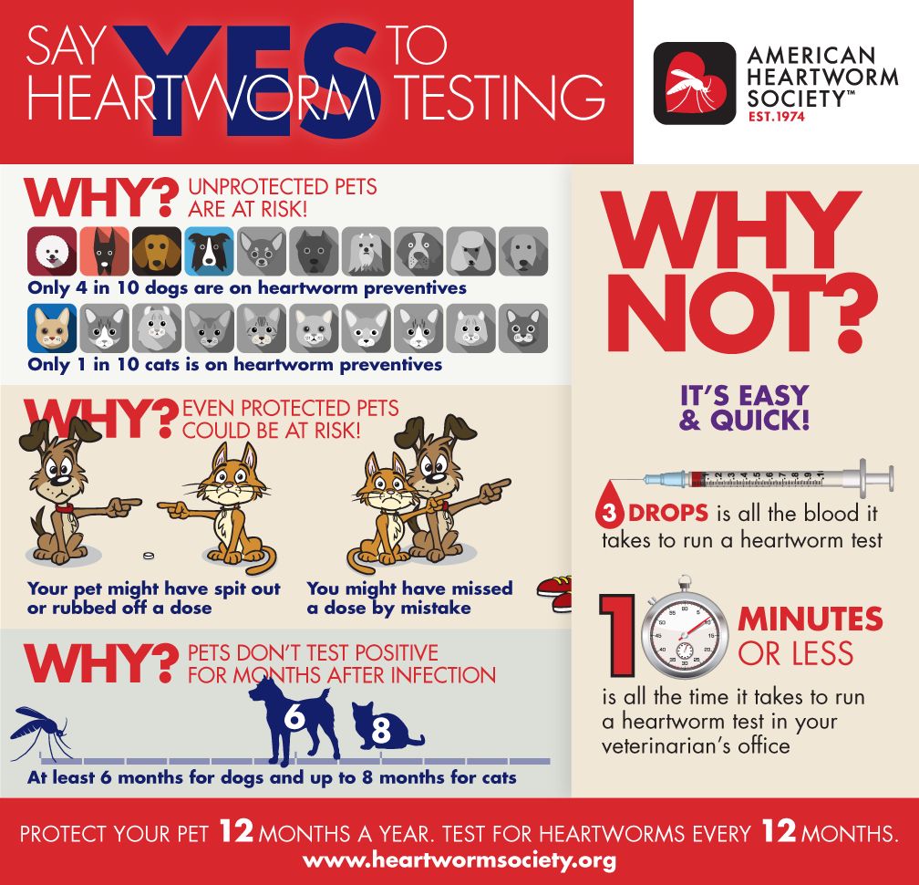 Is it time for a test?#loveyourpet#heartwormfree