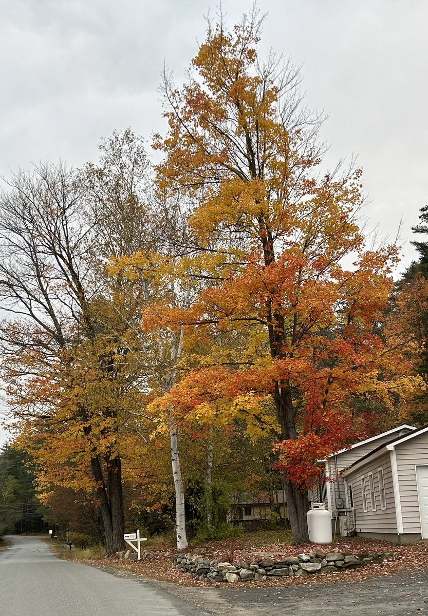 CurtLaFond's tweet photo. @shagbark_hick Haverhill, NH, today. Post-peak but still glorious. https://t.co/Qc8m5tR1rp