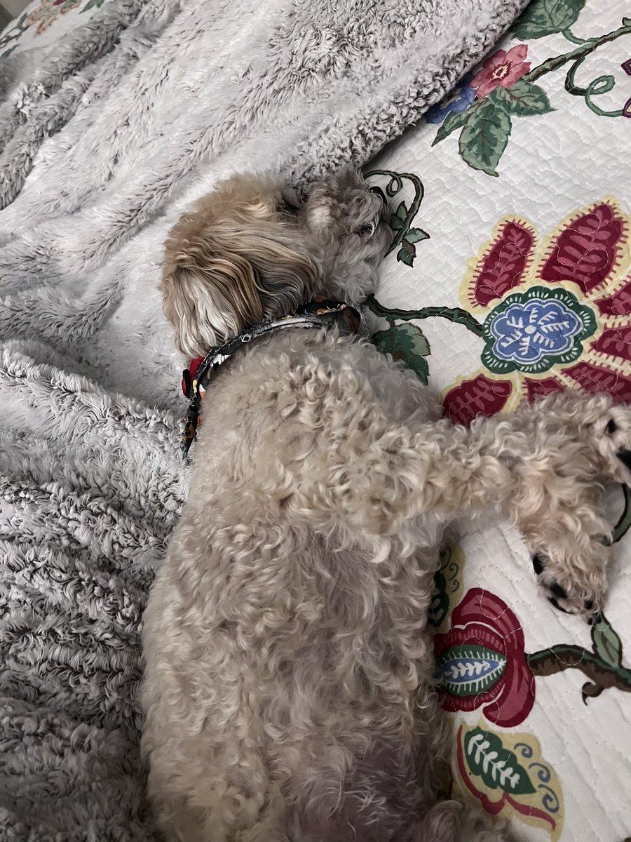 S7evin_Kelevra_'s tweet photo. My bed buddy for the evening #adventuresindogsitting https://t.co/b0JM5dJjys