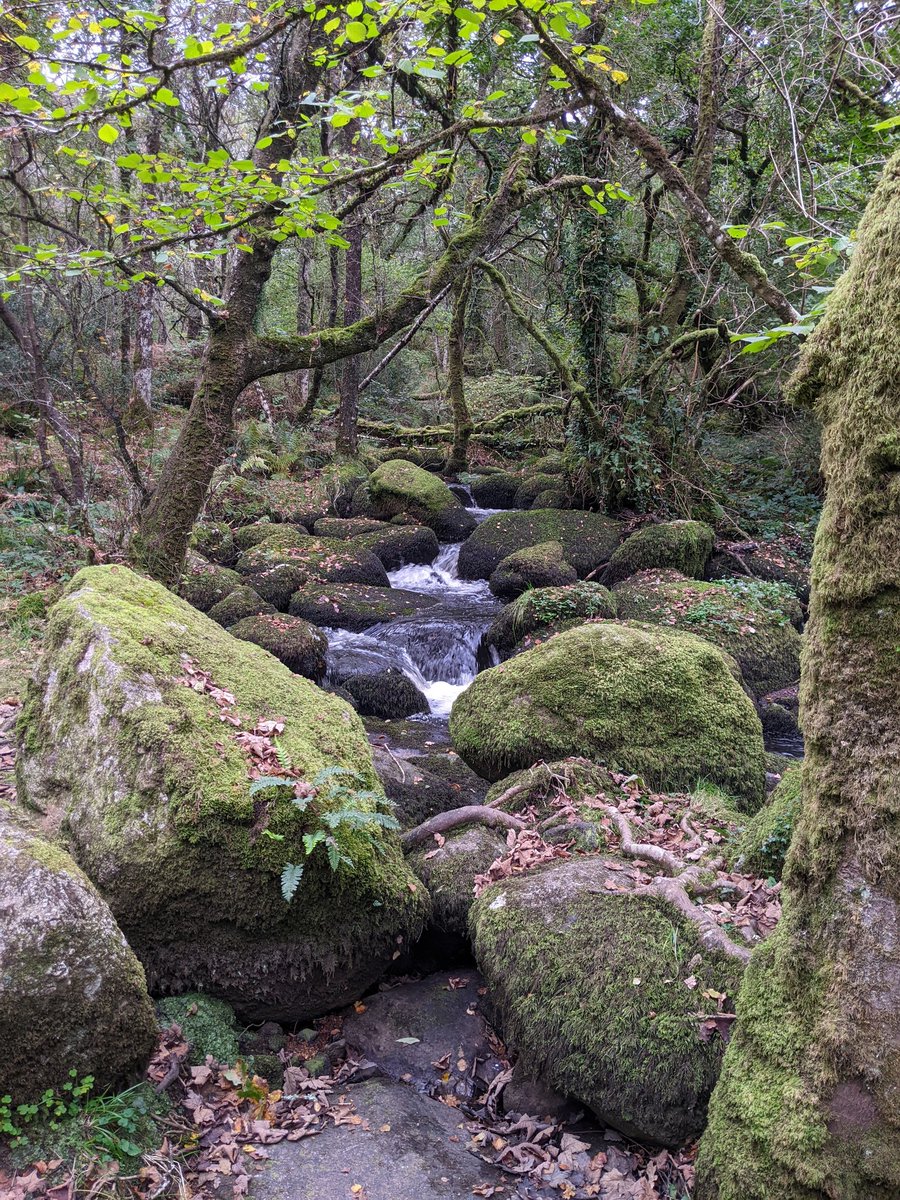 Even with 🌧️ it is still a tranquil experience. Sharing a day by the river with our new Environmental Science <a href="/UWEBristol/">UWE Bristol</a> students. Appreciating our world and learning new things. A perfect start. A perfect day. 📖 🥾 💦🌲 <a href="/UWE_SoAS/">School of Applied Sciences</a>