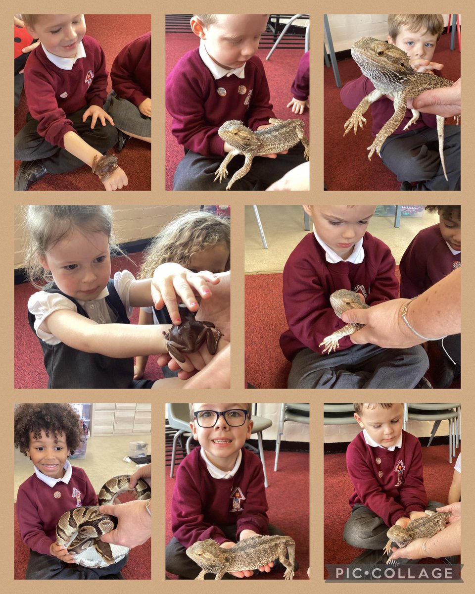 We had a very exciting visit from @AnimalsTakeOver today. We had the opportunity to meet and hold some amazing animals. We met a bearded dragon, owl, mouse, frog, snake and a hedgehog. We really enjoyed it and Reception were very brave! 🐍 🦔 🦉 🐸 #RPEnrichment #RPScience