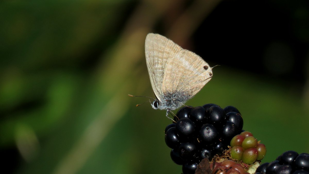PoppylandNature's tweet photo. A few more photos of the Long-tailed Blues in Brighton last month. https://t.co/ippfM9JfDb