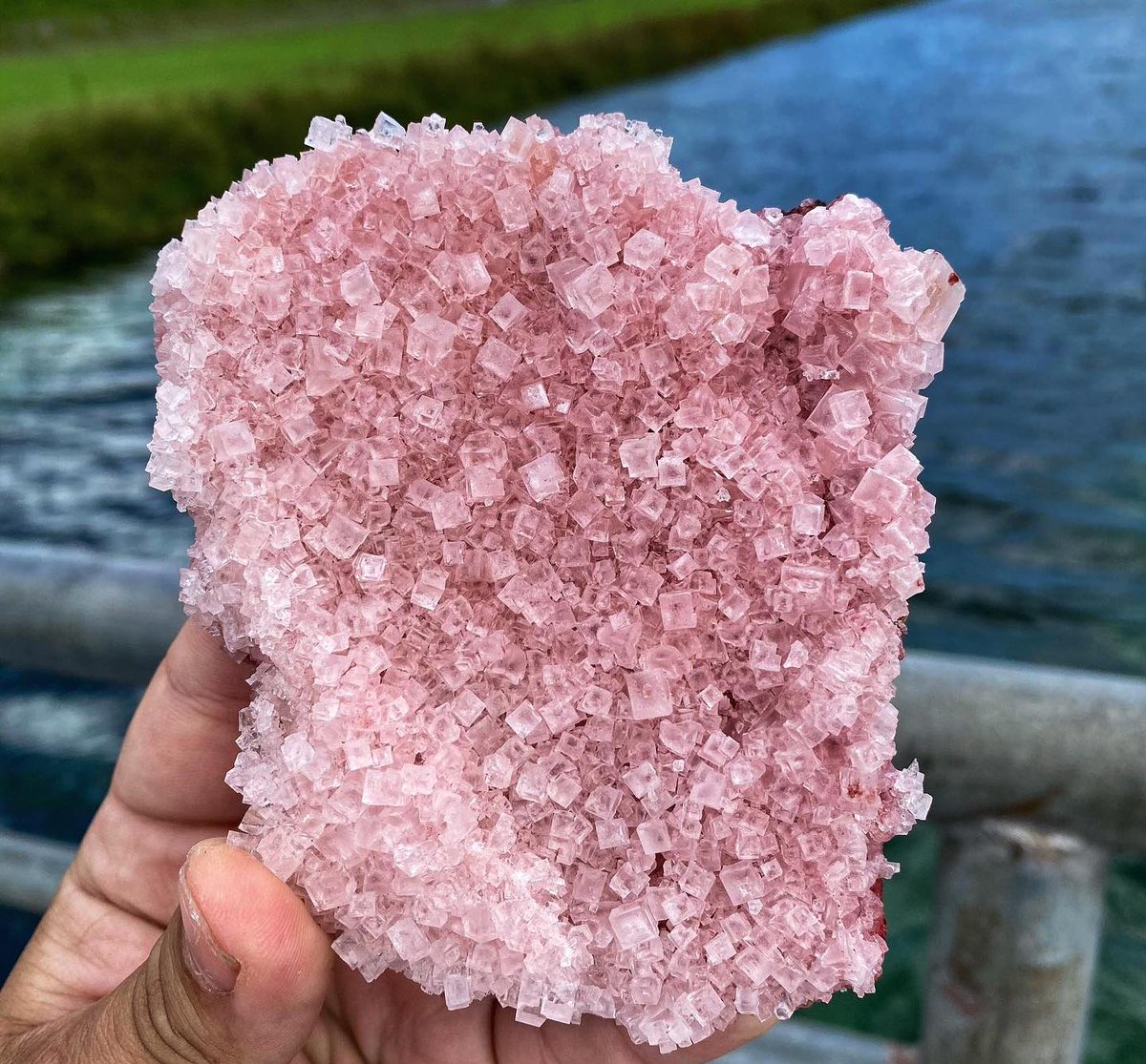 GeologyTime's tweet photo. Pink Halite is a type of Natural Salt that form in cubic formations.
Searles Lake, Trona, San Bernandino California.

📷:natures_goodz https://t.co/T2lG3sL4cN