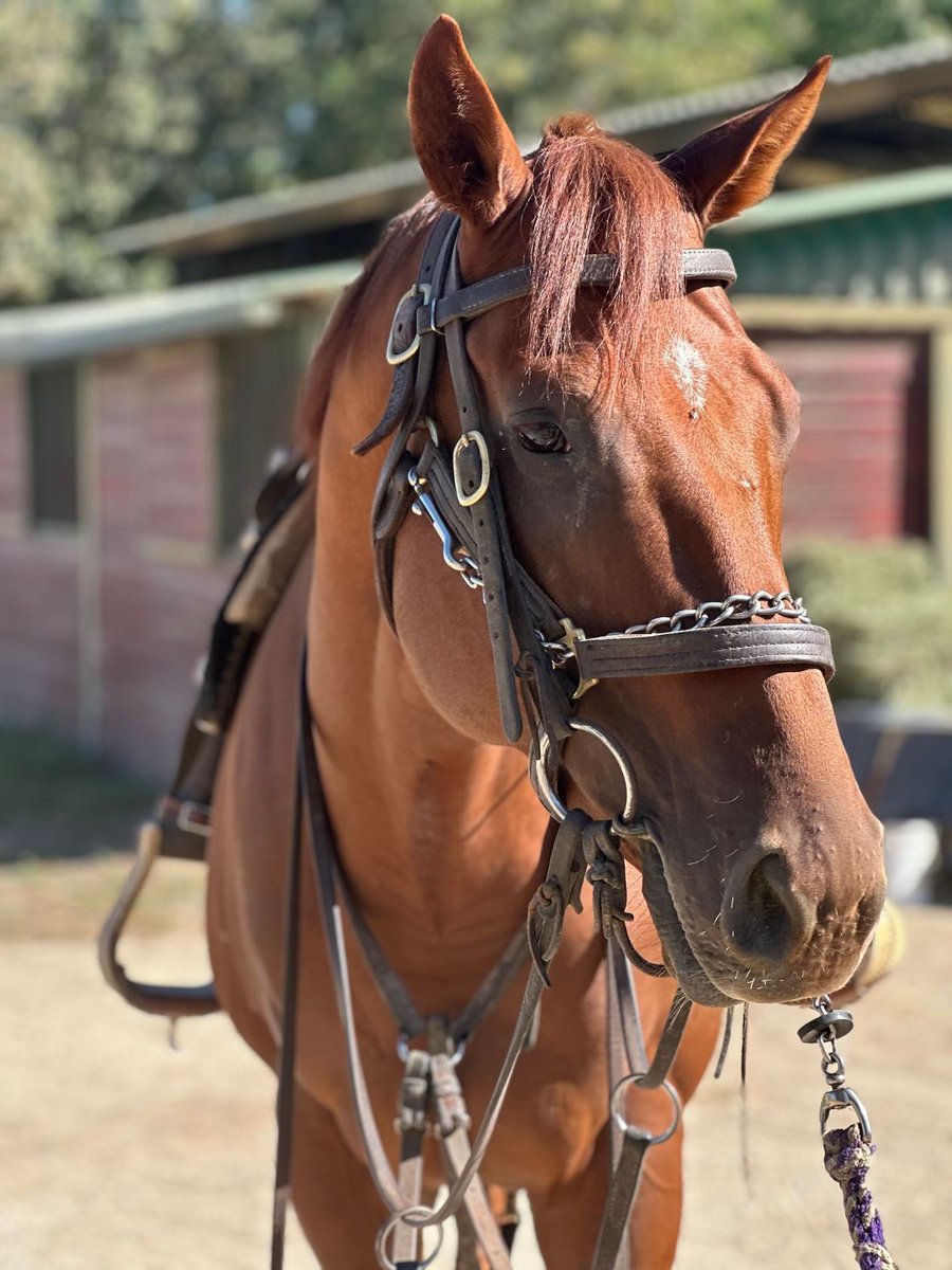 SarahHorsegirl's tweet photo. Legitify Update
Following a discussion with trainer Richard Mandella Monday morning, he reported that our 2-year-old colt Legitify is possible to ship back to his barn at Santa Anita next week. #Justifycolt #MyRacehorse https://t.co/FXMkDc1hky