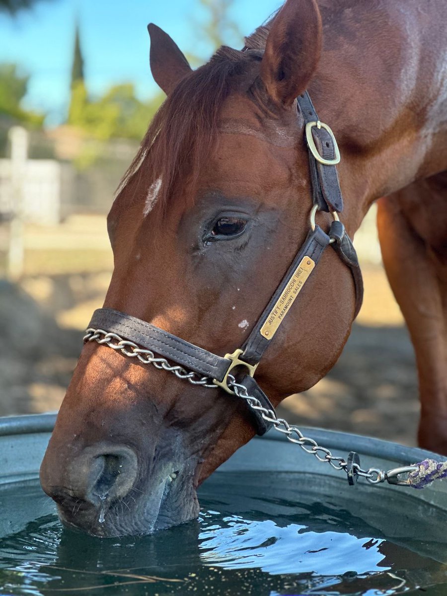 SarahHorsegirl's tweet photo. Legitify Update
Following a discussion with trainer Richard Mandella Monday morning, he reported that our 2-year-old colt Legitify is possible to ship back to his barn at Santa Anita next week. #Justifycolt #MyRacehorse https://t.co/FXMkDc1hky