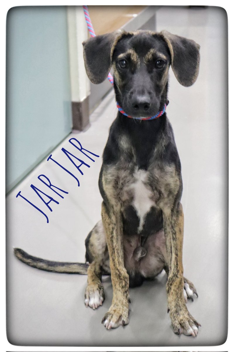 Centro de Adopciones tweet media