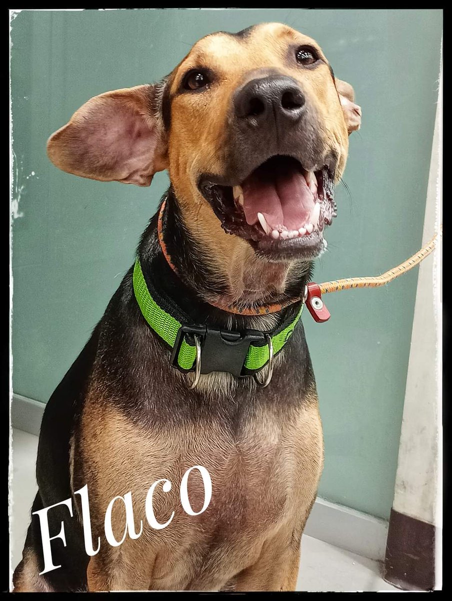 Centro de Adopciones tweet media