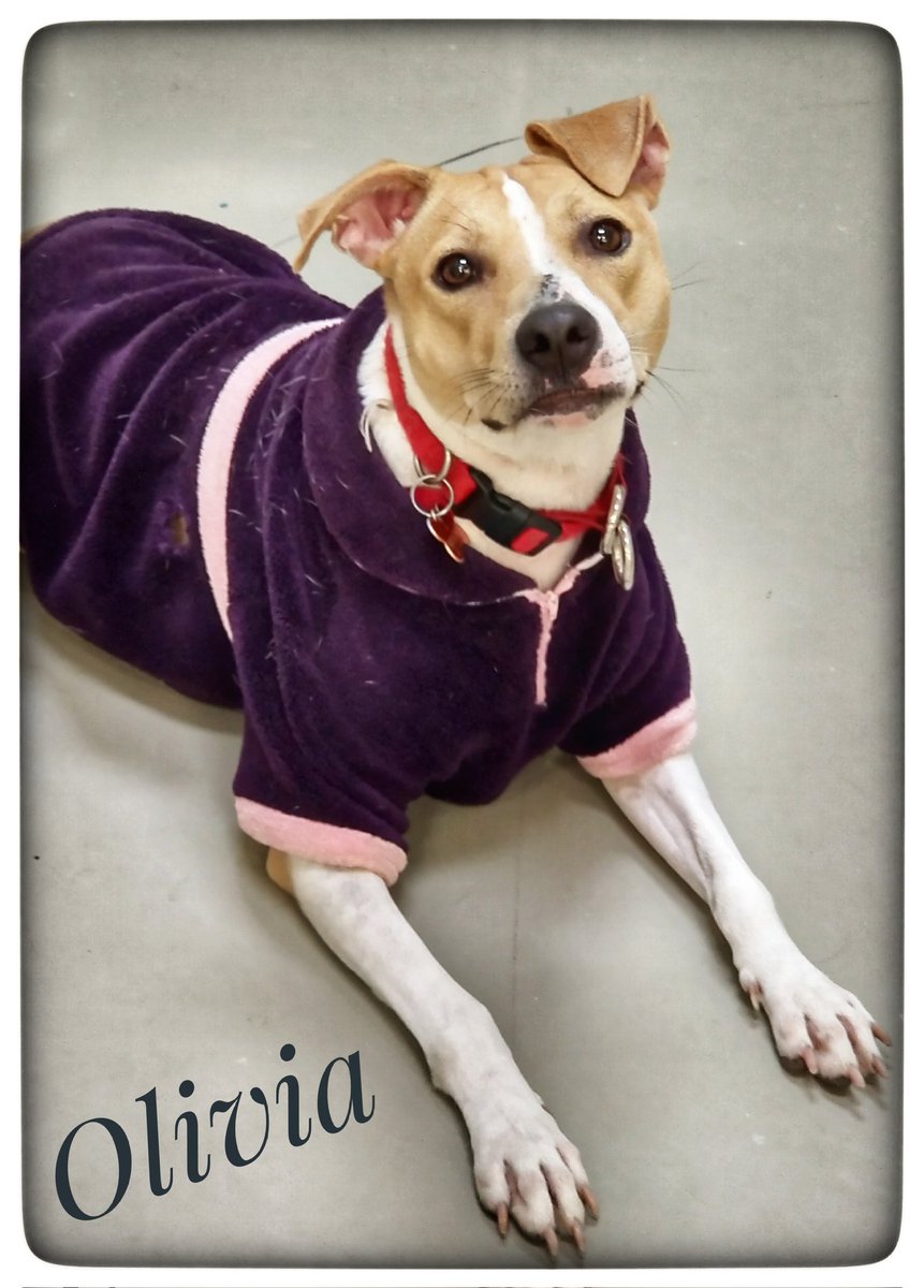 Flaco, Jar Jar y Olivia  estarán este DOMINGO en Petco Garza Sada en el horario de 2 a 6 en espera de ser adoptados
Los rescataditos se entregan desparasitados esterilizados y vacunados 
Informes para adopción WhatsApp al 818 362 8441 <a href="/AVISOSMTY/">AVISOSMTY</a> <a href="/ComunidadMTY/">Comunidad Monterrey</a> <a href="/aztecacomunidad/">#ComunidadAzteca</a>