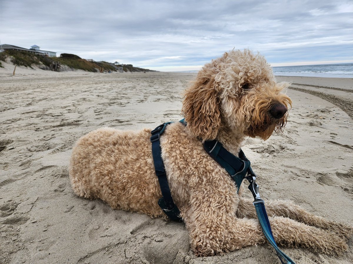 jh1791's tweet photo. The handsomest boy in the Outer Banks.
#getonhislevel https://t.co/nSNAHHOgv2