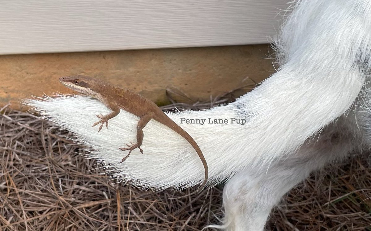 I’m lizard hunting. So far I haven’t found any! 🦎 #dogs #pennylane