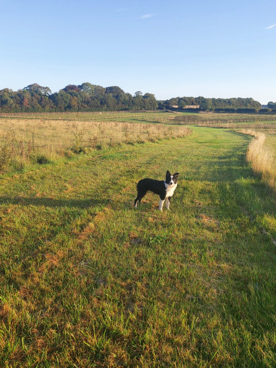 The Wold Cottage tweet media