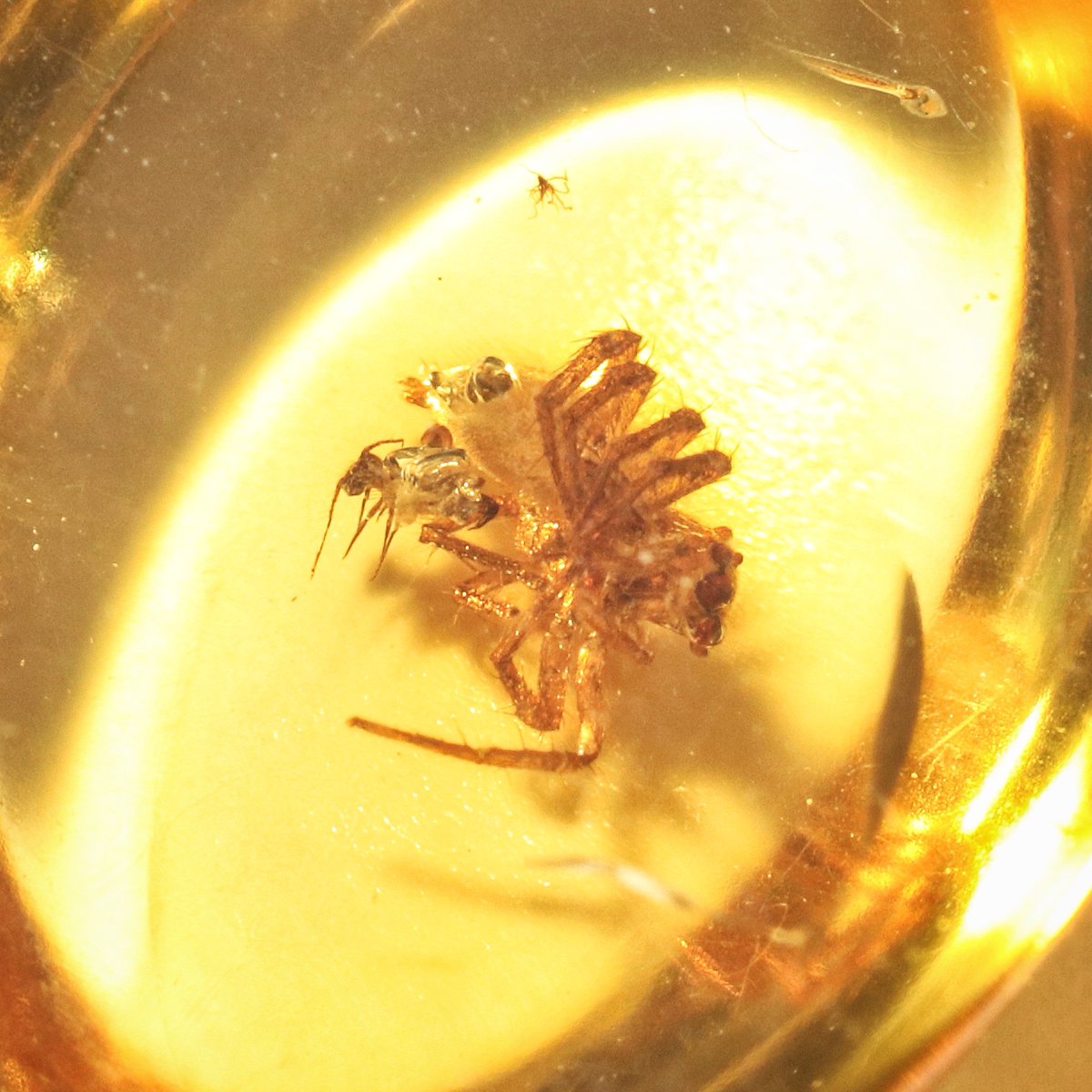 Omggg. When your bestie @UrbanAstroNYC absolutely *gets it* & a tiny little jumping spider in amber shows up on your birthday… lemme tell you. Excited doesn’t come close!! THANK YOU, JUSTINNNN!