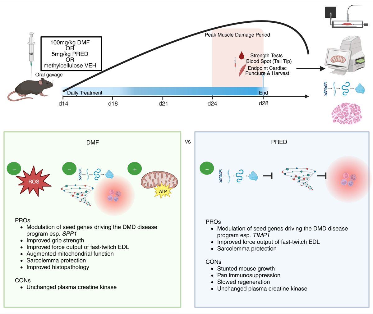 Cara Timpani (@caratimpani) on Twitter photo So very excited for our research on re-purposed dimethyl fumarate as a treatment for #Duchenne muscular dystrophy to be in <a href="/JCI_insight/">JCI insight</a>. Thanks to our wonderful collaborators and to <a href="/MDAorg/">Muscular Dystrophy Association</a> and <a href="/Telethon_France/">AFM-Téléthon</a> for funding our research program to further explore this therapy So very excited for our research on re-purposed dimethyl fumarate as a treatment for #Duchenne muscular dystrophy to be in <a href="/JCI_insight/">JCI insight</a>. Thanks to our wonderful collaborators and to <a href="/MDAorg/">Muscular Dystrophy Association</a> and <a href="/Telethon_France/">AFM-Téléthon</a> for funding our research program to further explore this therapy