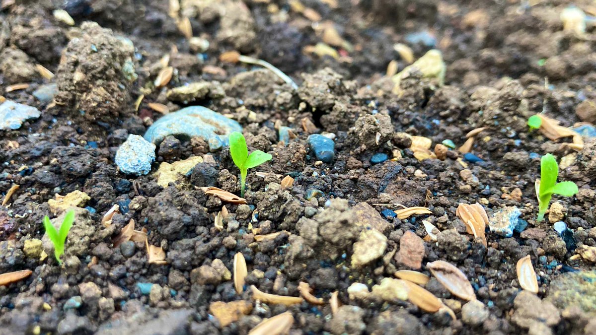 SeaGreen5Midori's tweet photo. 直蒔きをしたレタスの🌱
発芽ピークを迎えております🌱（＾∇＾）
#レタス
#発芽
#芽
#家庭菜園
#菜園
#チビ菜園 https://t.co/KtqIPU8kR6