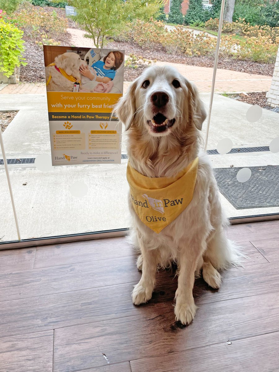 HandinPawAL's tweet photo. Precious therapy dog Olive says "check out our new volunteer recruitment posters!" 🐾 That's right! These posters will soon be all over Bham and Tuscaloosa! If you spot them around town, send us a picture 📸
#handinpaw #animalassistedtherapy #volunteerrecruitment #weneedyou https://t.co/IXFP7IlMYf