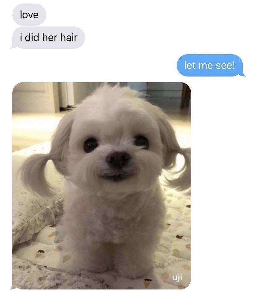 💖 (@twaniimals) on Twitter photo 