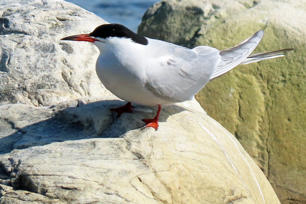 Vogels6's tweet photo. #BirdsSeenin2023

#VISDIEF

Gezien bij de Olderfjord in het uiterste noorden van Noorwegen op 12-06-2023.

@vogelnieuws @observado @sovon @Britnatureguide 

#sternahirundo #commontern #flussseeschwalbe https://t.co/OHoJAbJYa7