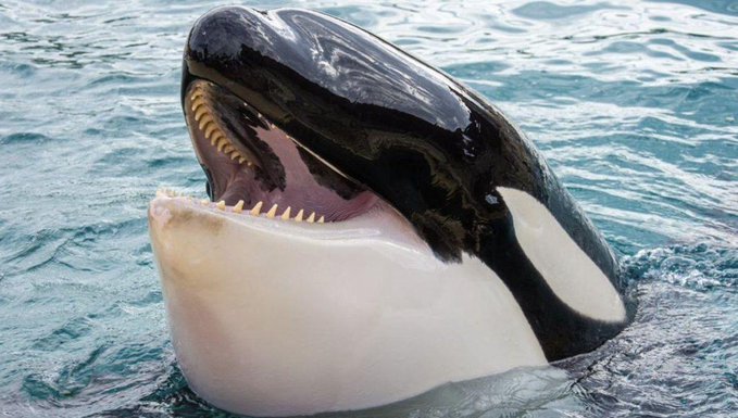 amaregar's tweet photo. Condenamos los espectáculos con animales  
Moana No conoció la libertad 
murió en cautiverio en 
Marineland en Antibes. 
joven macho de 12 años 
Las orcas salvajes pueden superar los 100 años en estado salvaje (80 años para los machos)
#SaveTheOrcas https://t.co/NmtF1ZfZWq