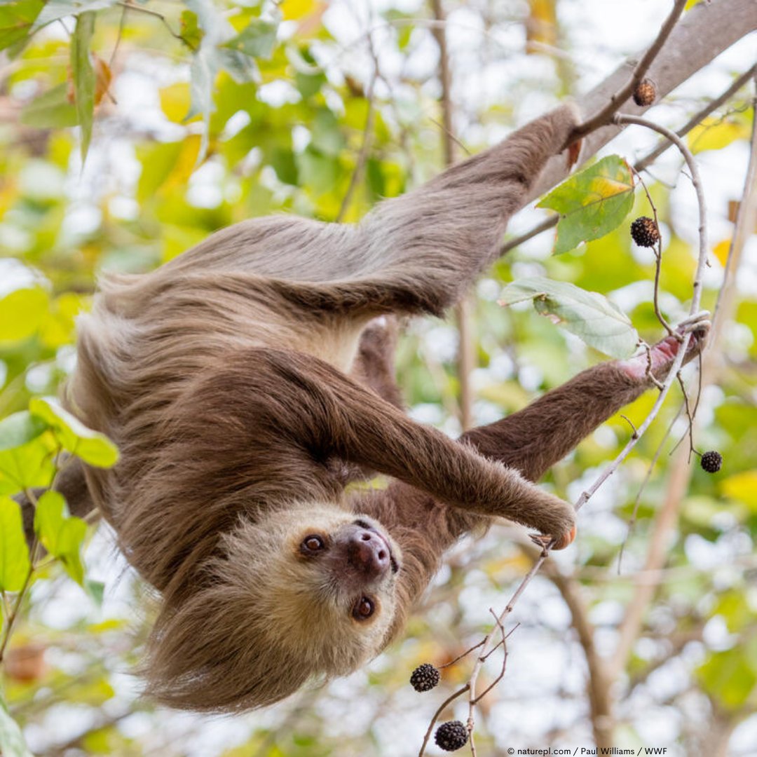 WWF_Australia's tweet photo. 🌿 Happy #WorldSlothDay! 🦥

Did you know sloths carry a mini-ecosystem in their fur? Algae, fungi, and insects thrive, helping them blend into their rainforest homes.

Some sloths also sleep up to 20h a day! So take a cue from these chill creatures today. #SlowIsGood https://t.co/UmW1gnMOvj
