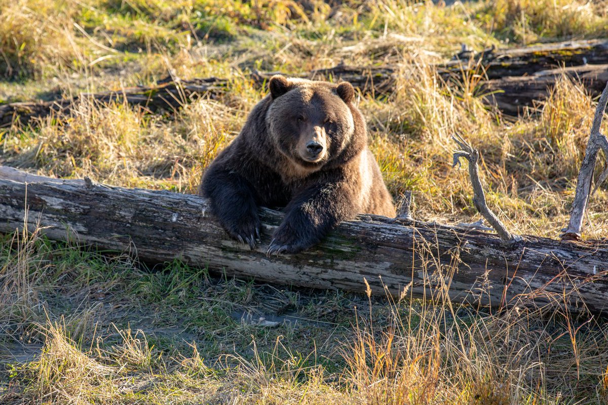 akwildlife's tweet photo. Hugo might be our most photogenic resident bear. 🐻
📸: Doug Lindstrand
#Alaska #bear #cuteanimals https://t.co/uwKY4MCibB