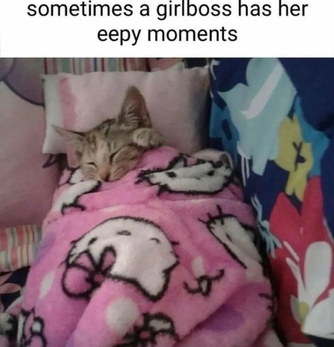 PostsOfCats's tweet photo. https://t.co/Ew6CLz8YDX