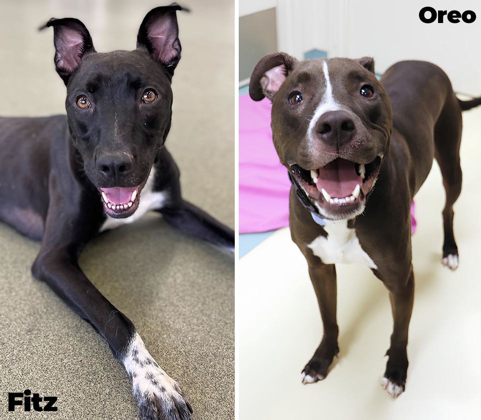 Rubiconski_Revolution ✨🍀🐶🍒💎🦊💫 tweet media