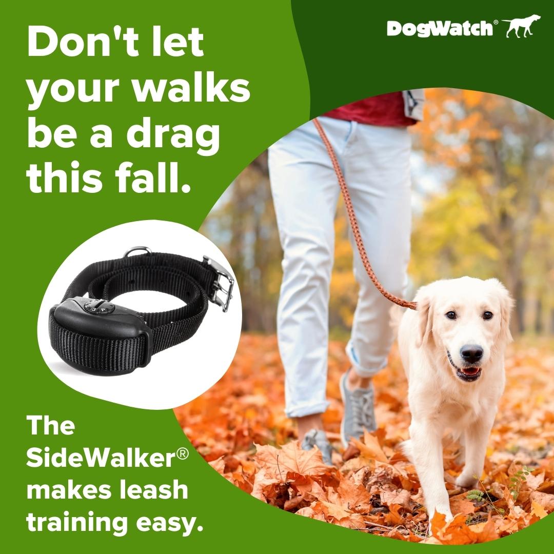 Training your dog to stop pulling on their leash can be hard. The SideWalker®   can help. Its unique design releases a short correction each time your dog pulls too hard on their leash, allowing for “self-teaching” with no effort from you! Learn more at bit.ly/46NSdv4 🐾